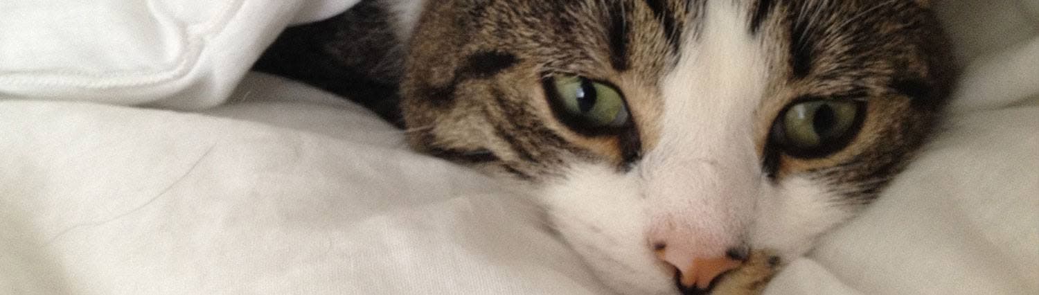 A close-up of a cat relaxing at Crookedstone House & Cattery